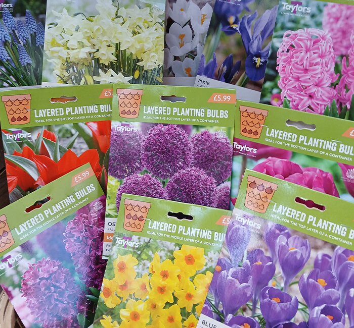 Bulbs - Layered Planting varieties