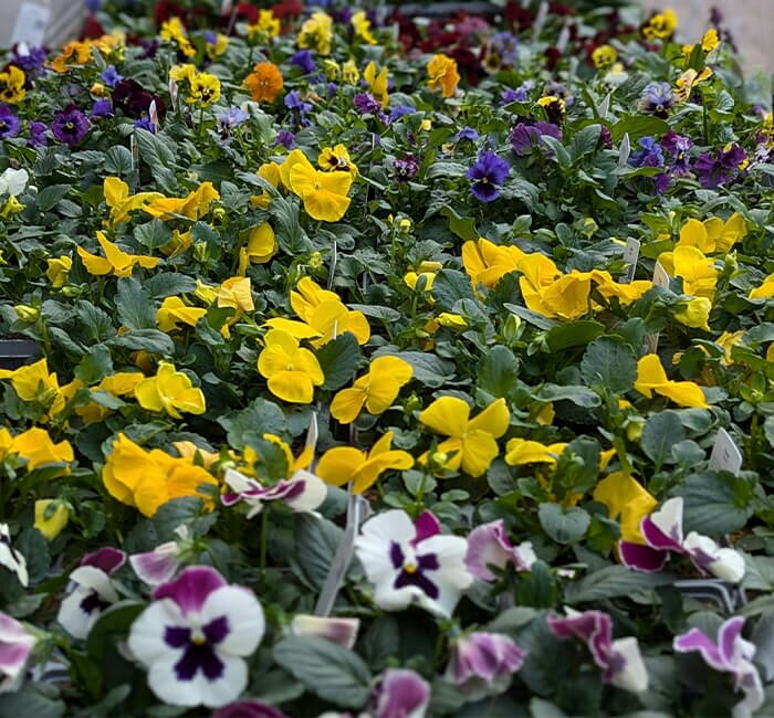 Plant Area - Autumn/Winter Bedding Pack