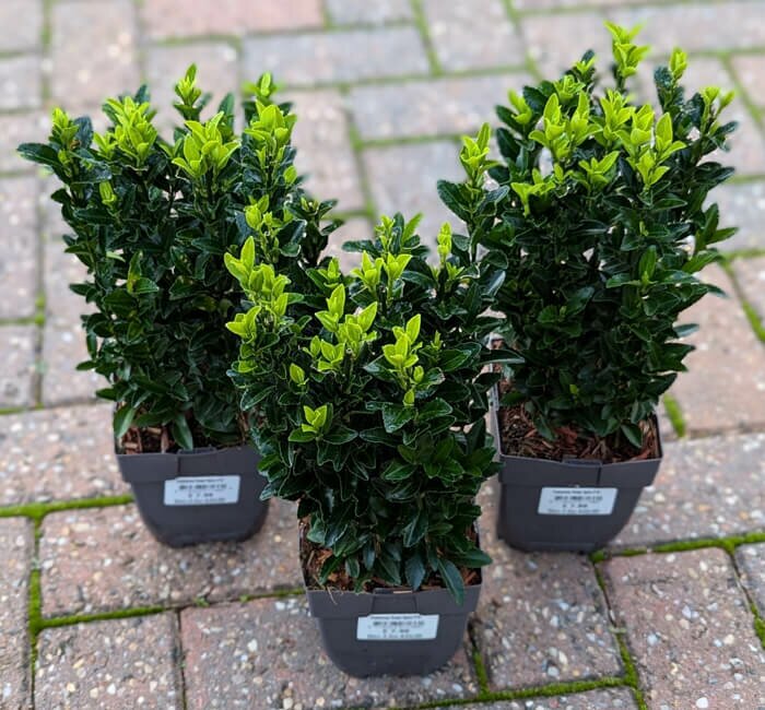 Plant Area - Euonymus