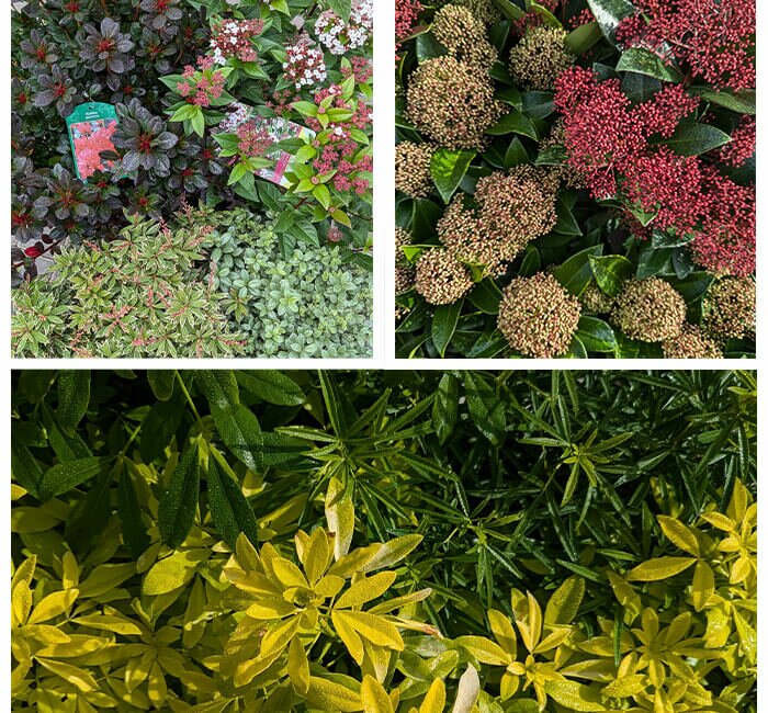 Plant Area - Large Autumn Shrubs