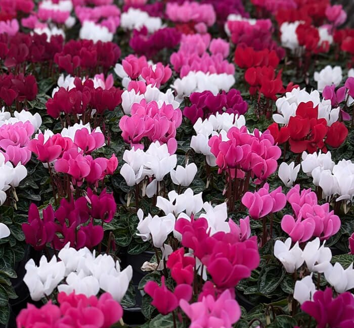 Plant Area - Mini Cyclamen