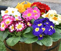 Bedding and Hanging Basket Plants