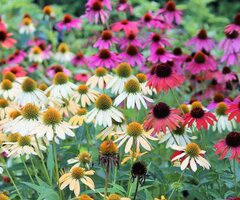 Herbaceous Perennials