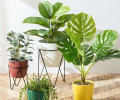 Houseplants