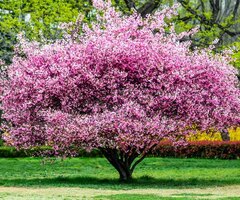 Ornamental and Fruit Trees